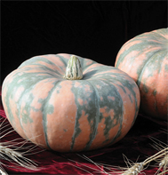 Speckled Hound Pumpkin